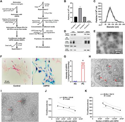 Extracellular Vesicle-Mediated Delivery of Ultrasmall Superparamagnetic Iron Oxide Nanoparticles to Mice Brain